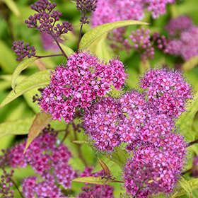Plant Photo 3