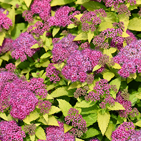 Plant Photo 3