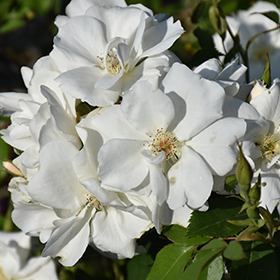 Plant Photo 3