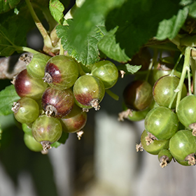 Plant Photo 3