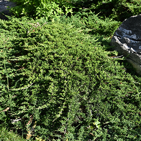 Plant Photo 4