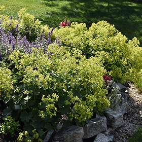 Plant Photo 4