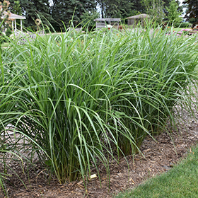 Plant Photo 4