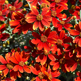 Plant Photo 7