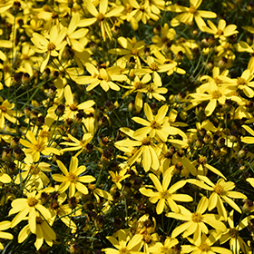 Plant Photo 10