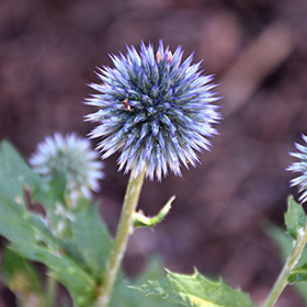 Plant Photo 4