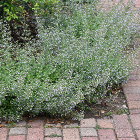 Plant Photo 3