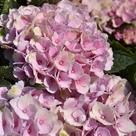 Plant Photo 6