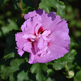 Plant Photo 6