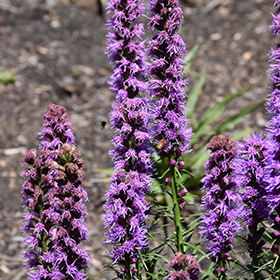 Plant Photo 10