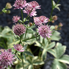 Plant Photo 5