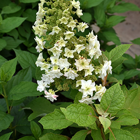 Plant Photo 3