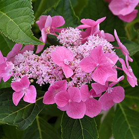 Plant Photo 4