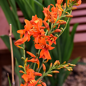 Plant Photo 2