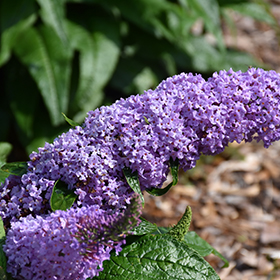 Plant Photo 1