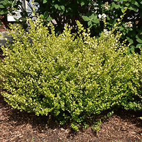 Plant Photo 5
