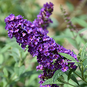 Plant Photo 9