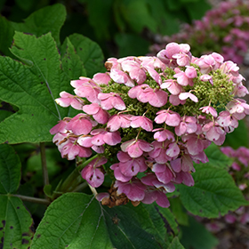 Plant Photo 4
