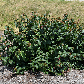 Plant Photo 9