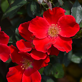 Plant Photo 10