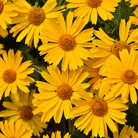 Plant Photo 2