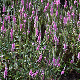 Plant Photo 8