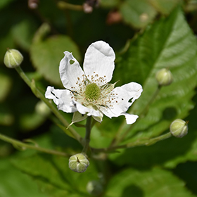 Plant Photo 3