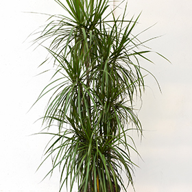 Plant Photo 5