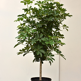 Plant Photo 10