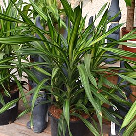 Plant Photo 8