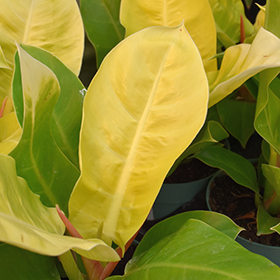 Plant Photo 8