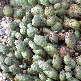 Plant Photo 5