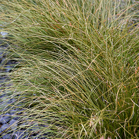 Plant Photo 4