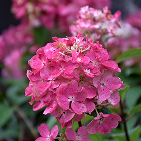Plant Photo 9