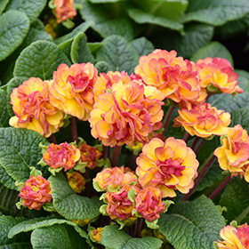 Plant Photo 9