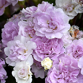 Plant Photo 10
