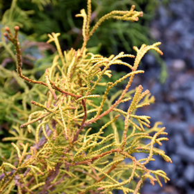 Plant Photo 6