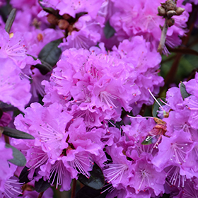 Plant Photo 9