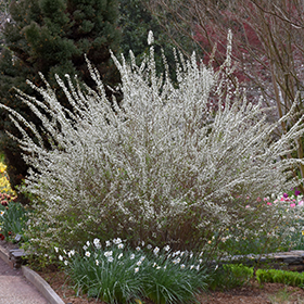Plant Photo 6