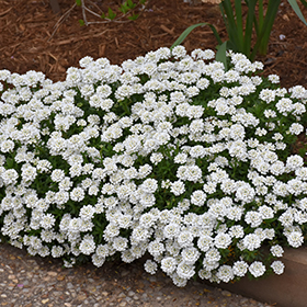 Plant Photo 1
