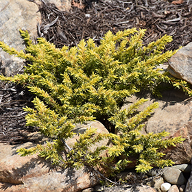 Plant Photo 5