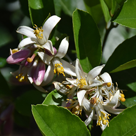 Plant Photo 3