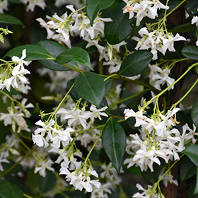 Plant Photo 3