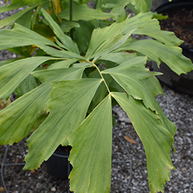 Plant Photo 5