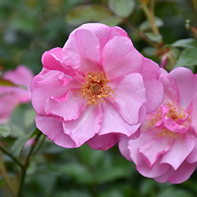 Plant Photo 9