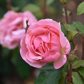 Plant Photo 9