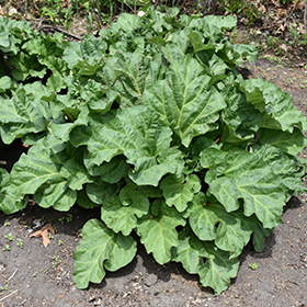 Plant Photo 1