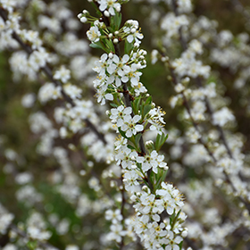 Plant Photo 9