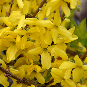 Plant Photo 6