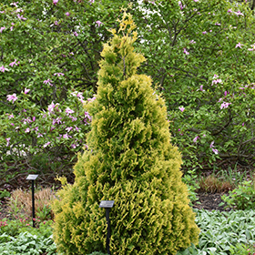 Plant Photo 2